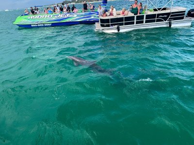 flippers-adventures-dolphin